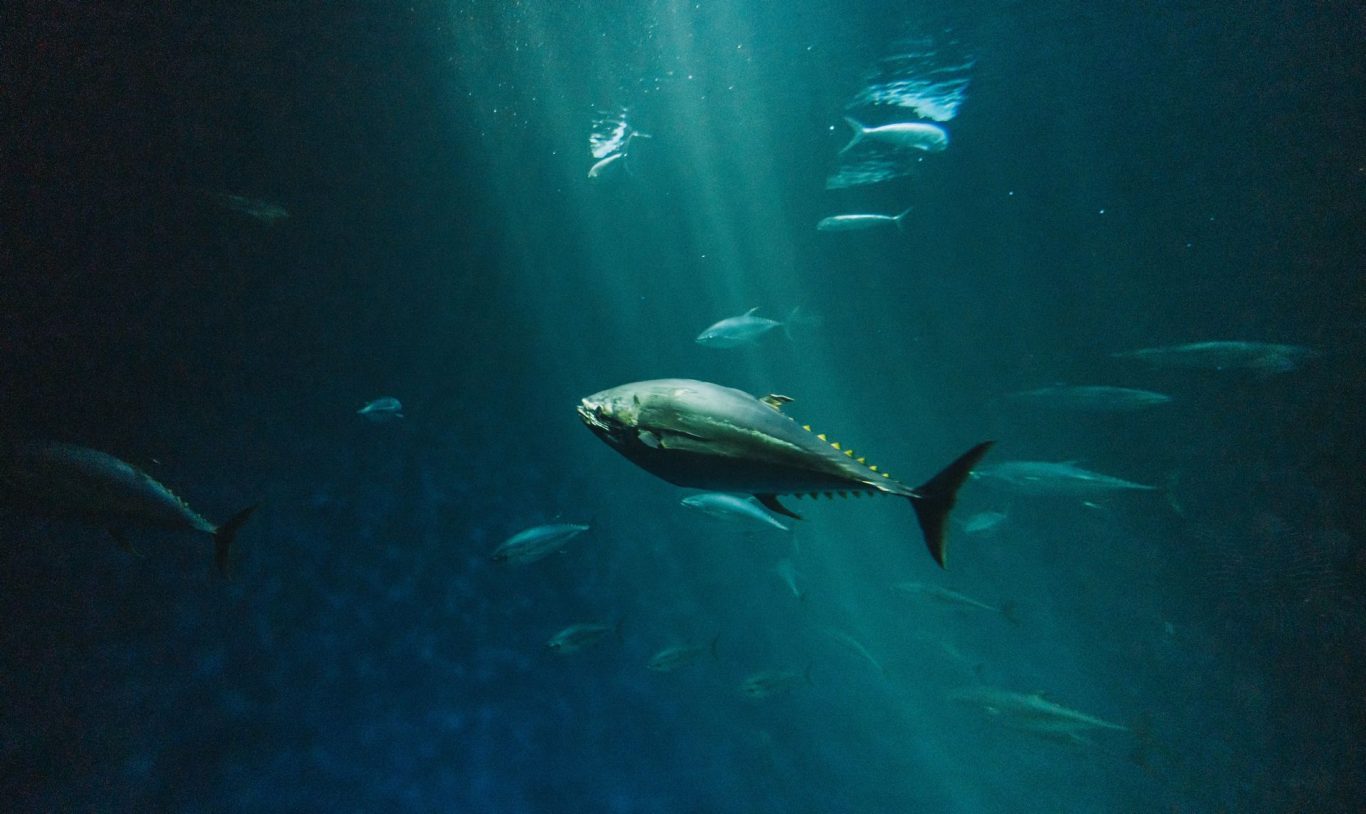 The Secret to Tuna's Endless Swimming: Sleeping on the Go