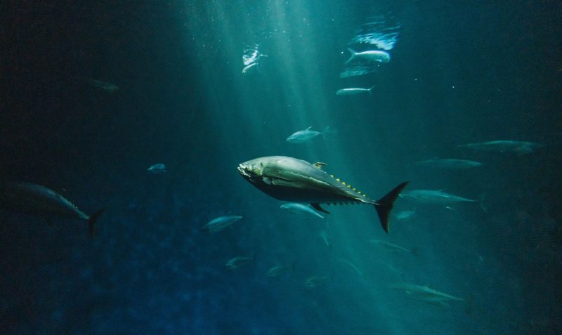 The Secret to Tuna's Endless Swimming: Sleeping on the Go