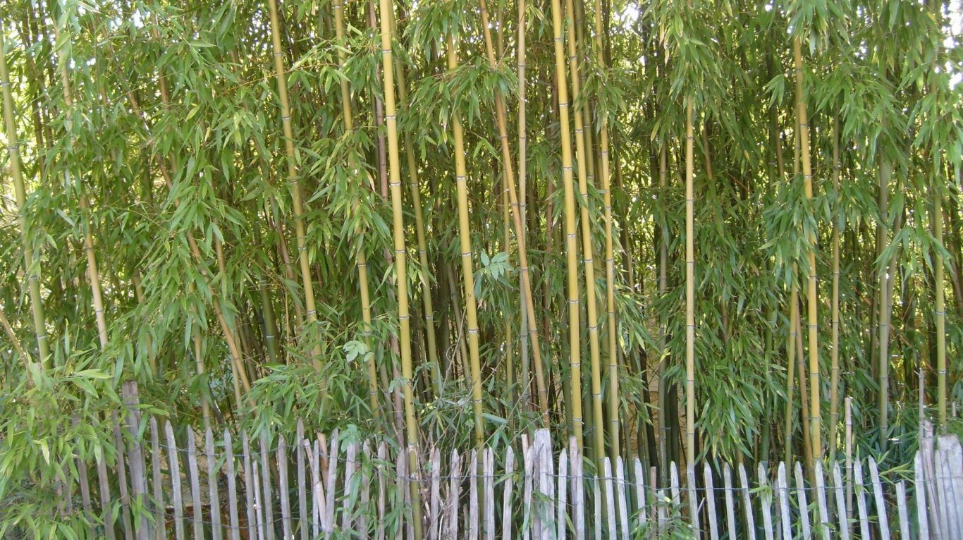 Scientific research on Bamboo blossoming