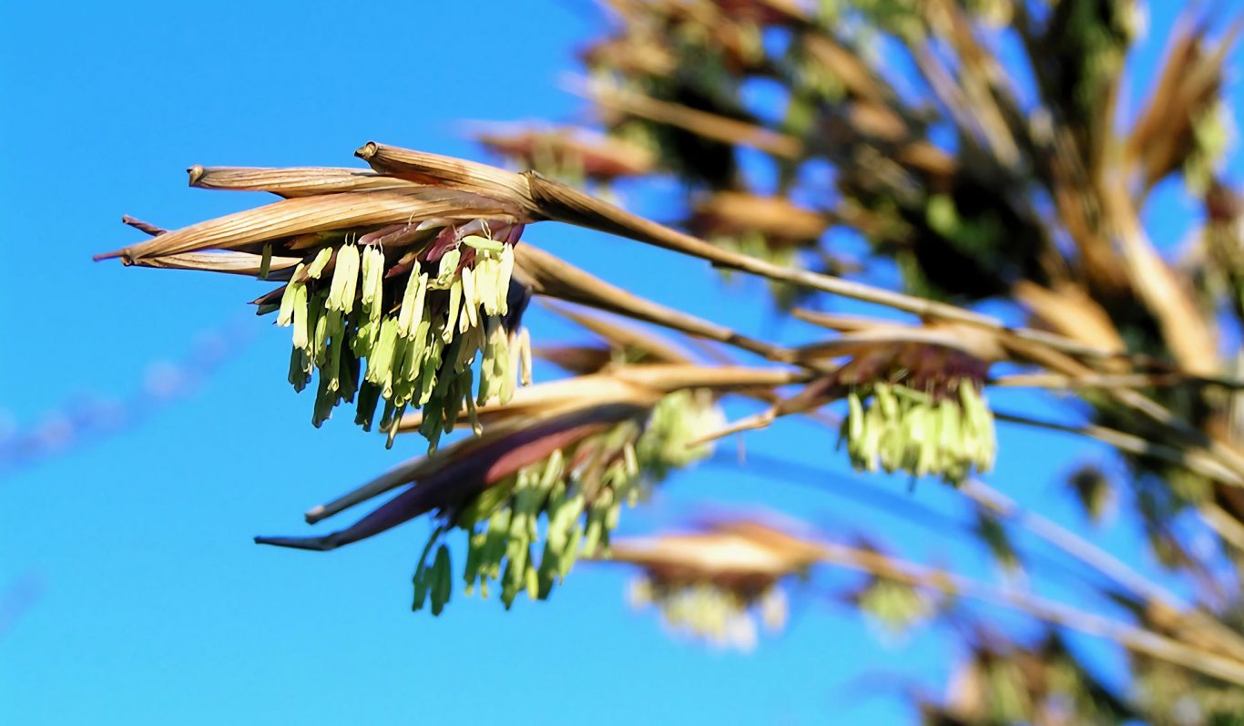 bamboo flowers