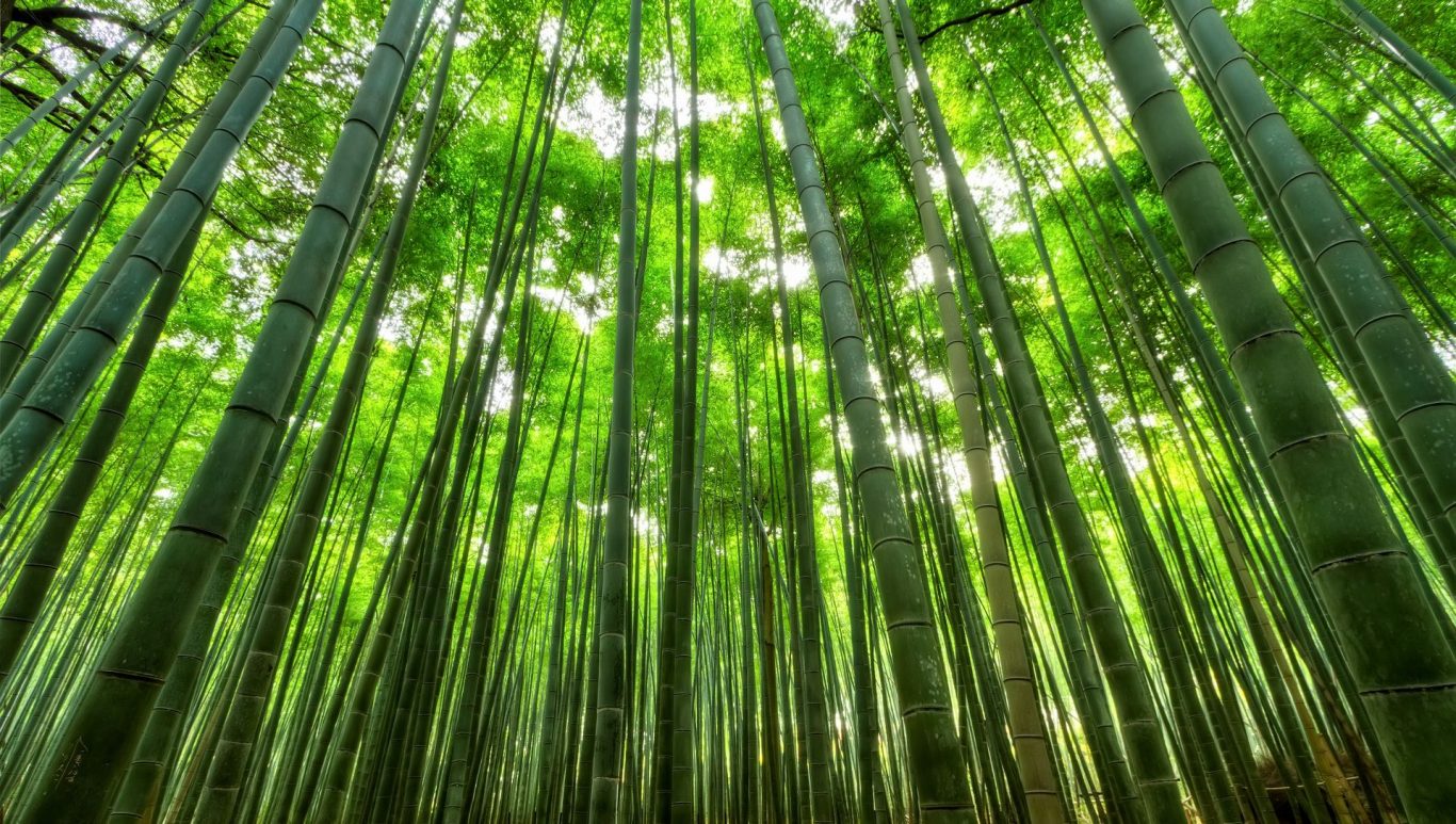 Do Bamboos Blossom like Other Blooming Flowers?