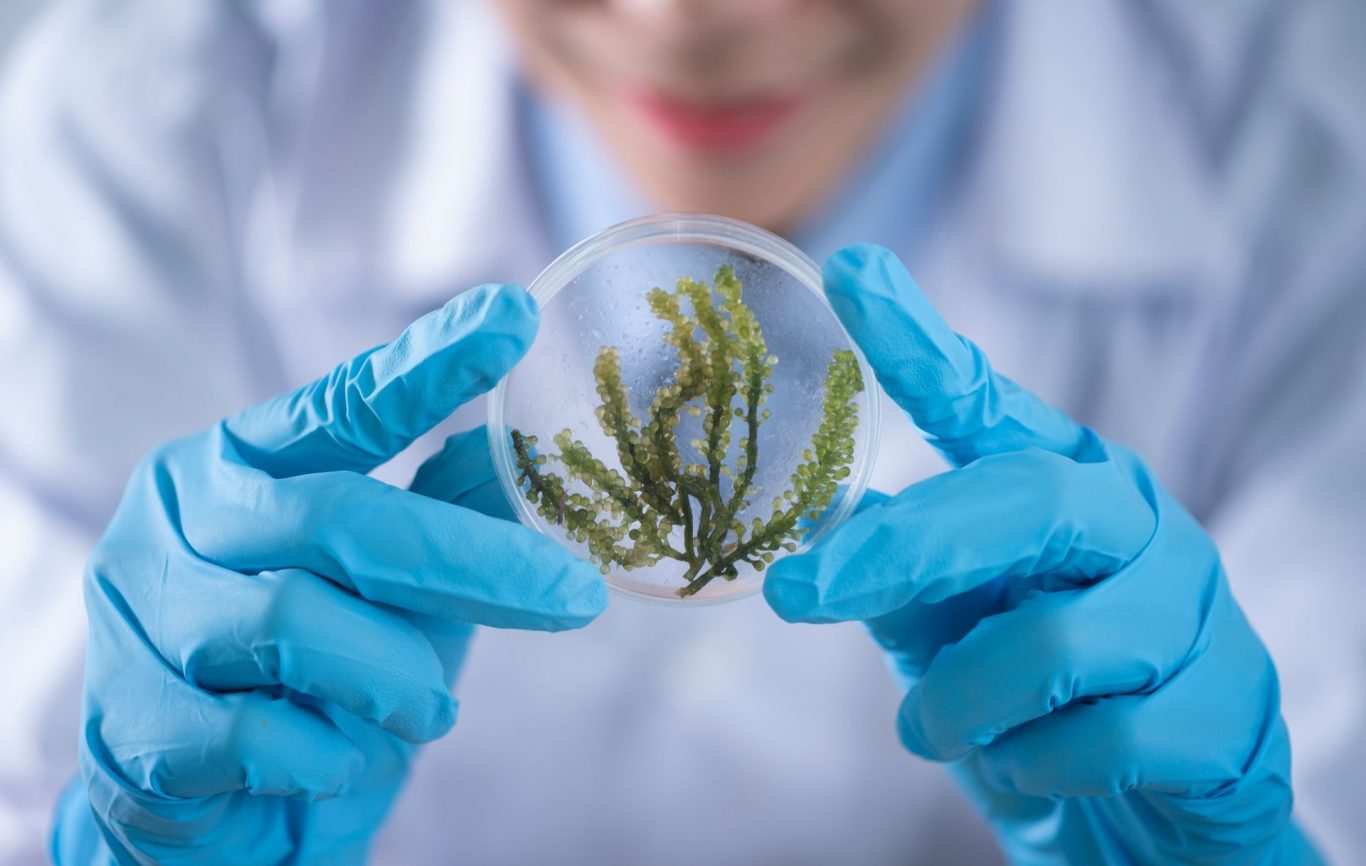 Algae Thrive in Mars-Like Conditions Using 3D-Printed Bioplastic Chambers