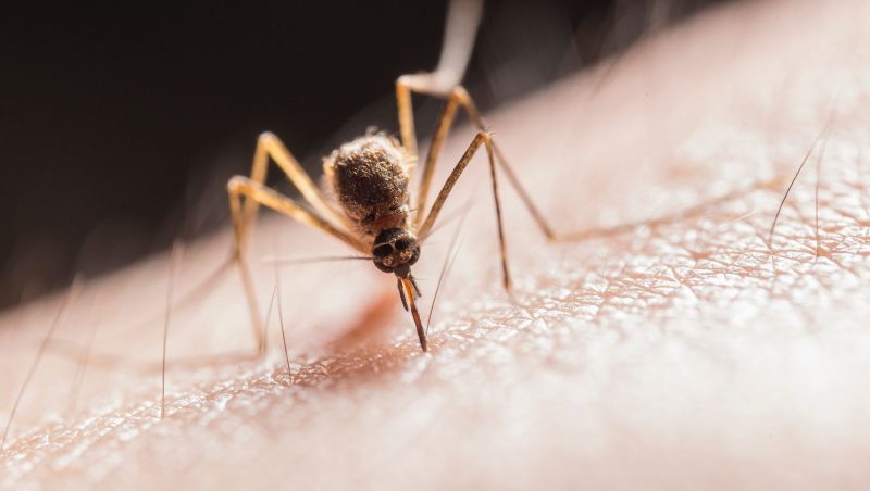 5 Tips to Keep Mosquitoes Away This Summer