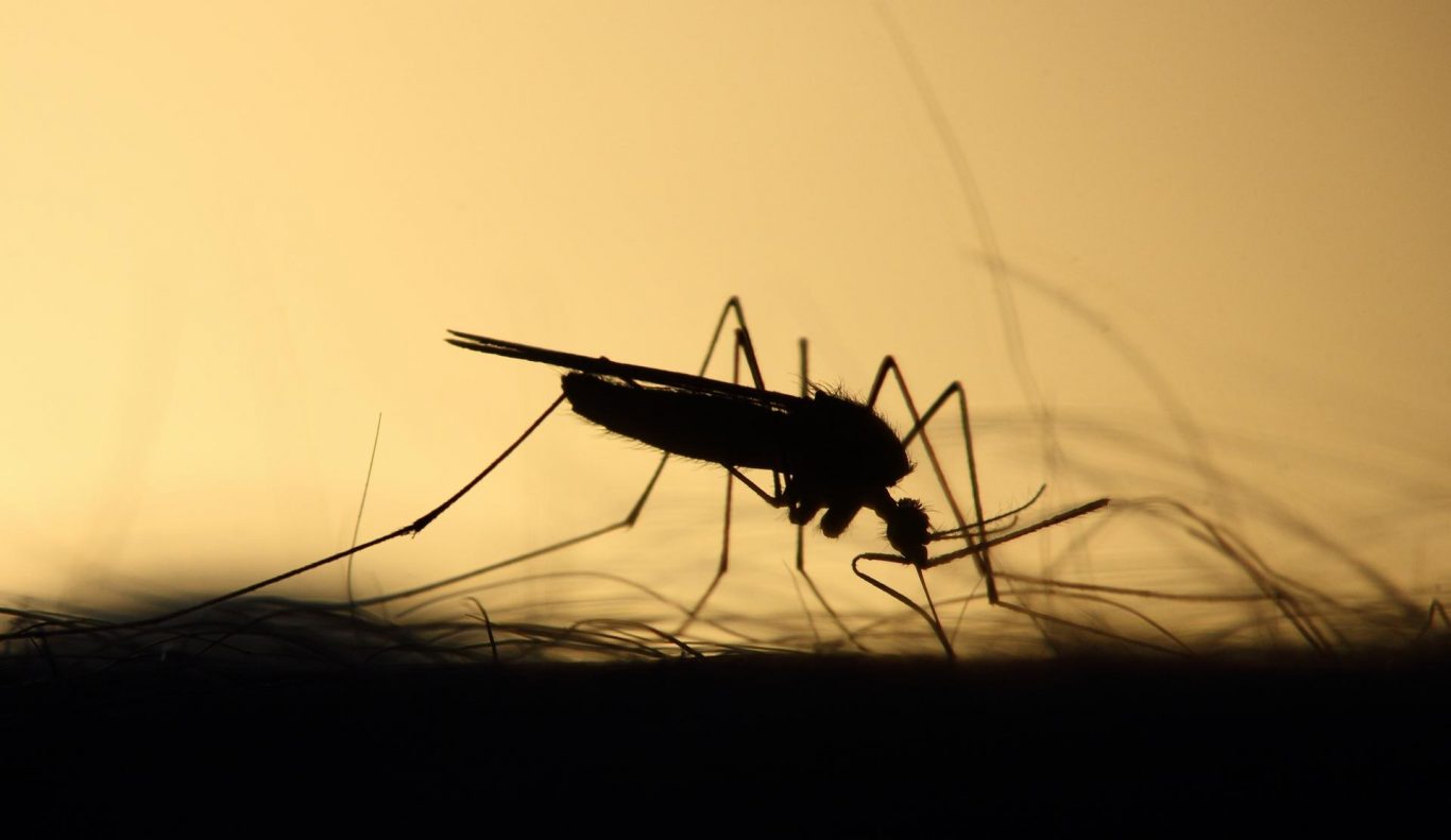 Genomic Study Traces Aedes aegypti's Global Spread and Urban Adaptation