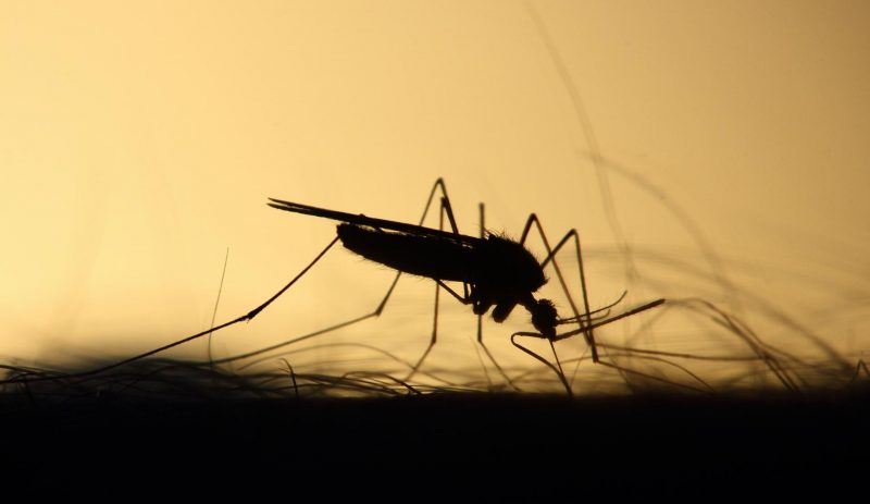 Research Reveals Male Mosquitoes' Potential Role in Disease Transmission