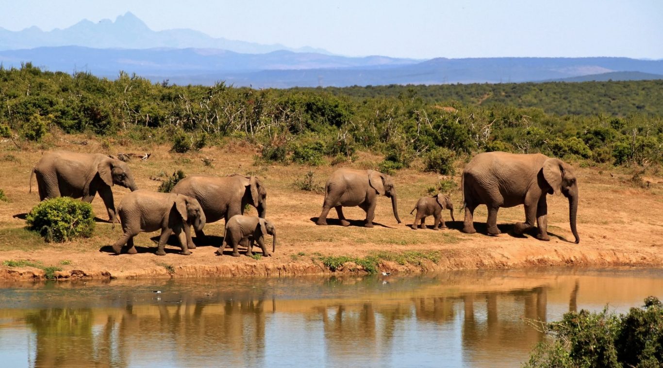 Why Can't Elephants Jump?