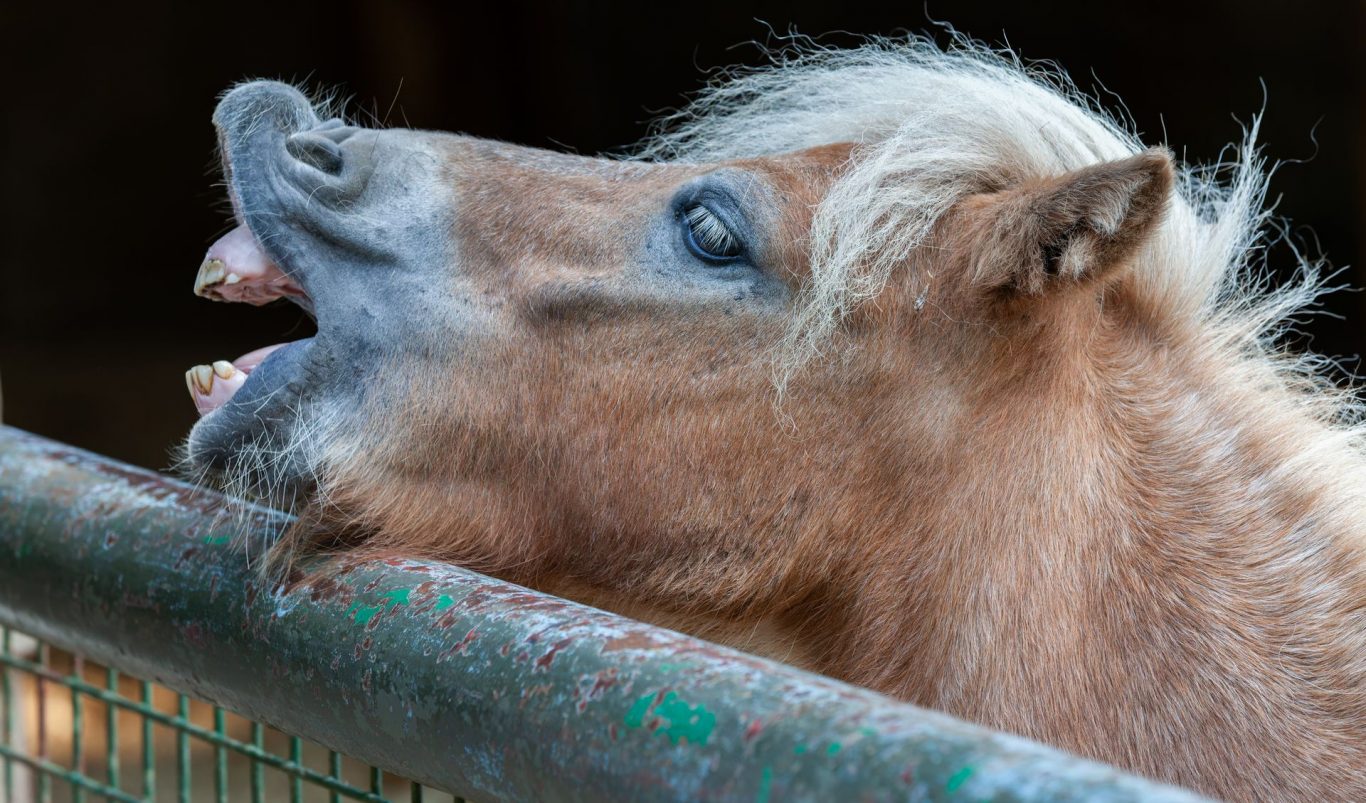 How to Handle Horse Bites?