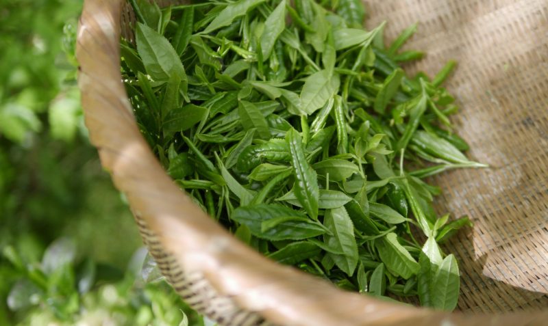 Optimal Storage Conditions for Tea: Maintaining Quality and Freshness