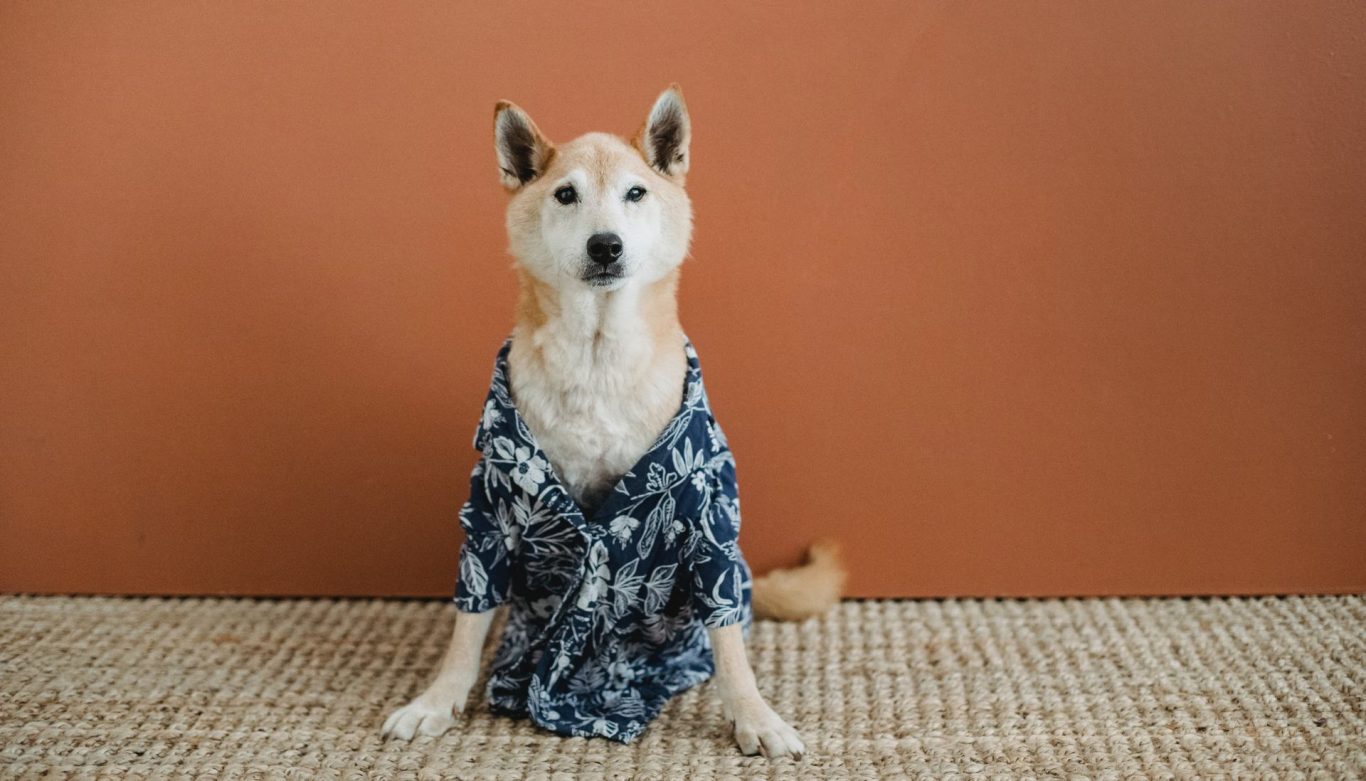 Risks and Precautions of Living with Pets