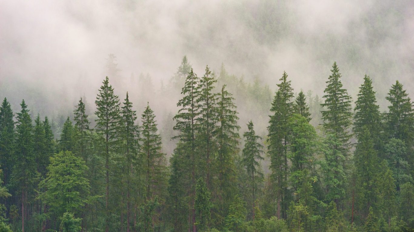 Restoring and Protecting Forests: A Promising Solution for Carbon Removal