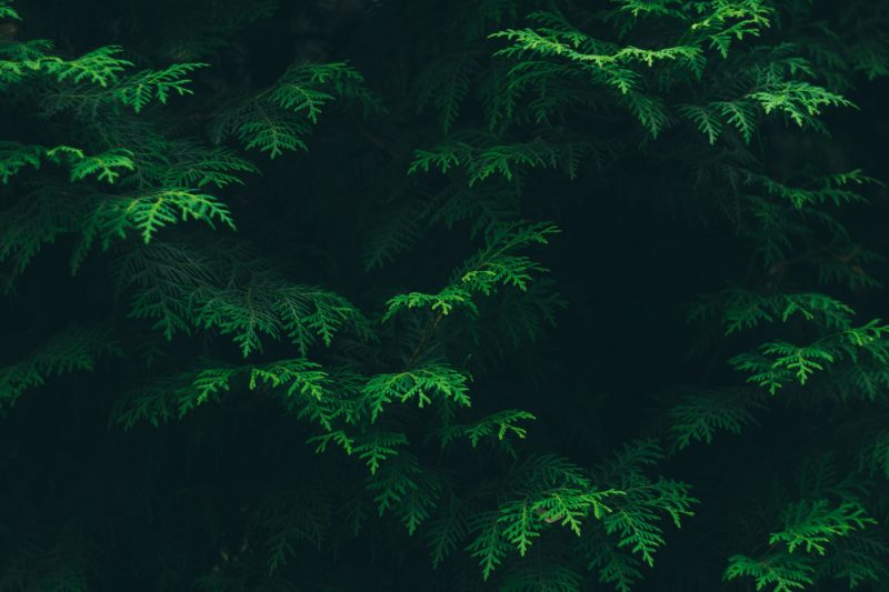 Weekend Air Quality Boosts Plant Photosynthesis, Reveals New Research