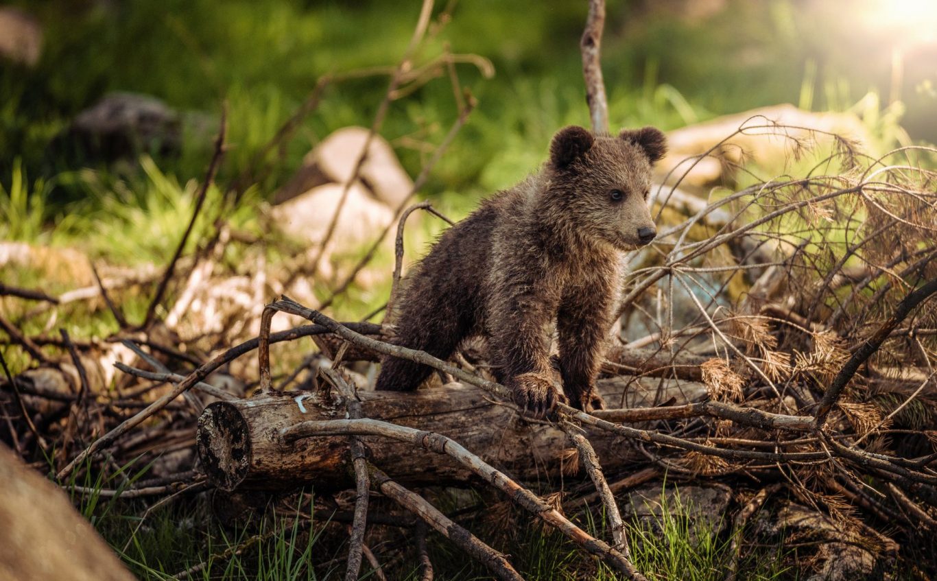 Impact of Extreme Climate Events on Native and Non-native Species