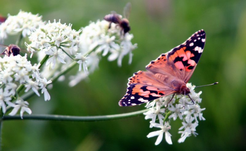 Flowering Plants Rely Less on Insect Pollination