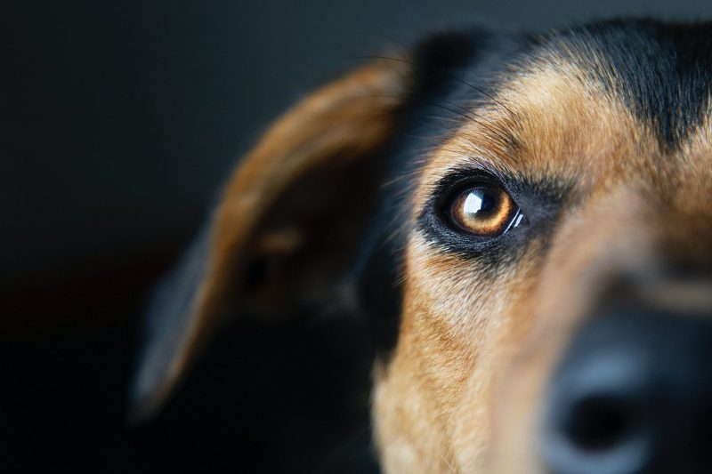 Human Influence on Dog Eye Color: Shaping the Perception and Evolution of Canine Companions