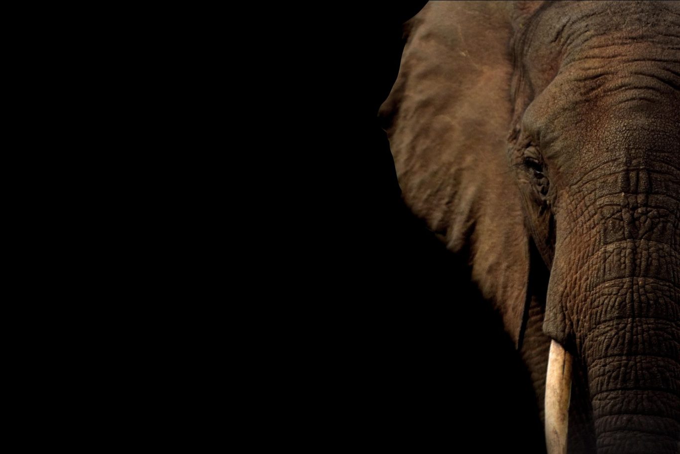 Unveiling the Development of Elephant Ancestors' Trunks