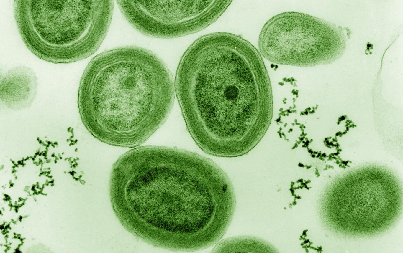 Ancient Microfossils Unveil Origin of Photosynthesis 1.7 Billion Years Ago