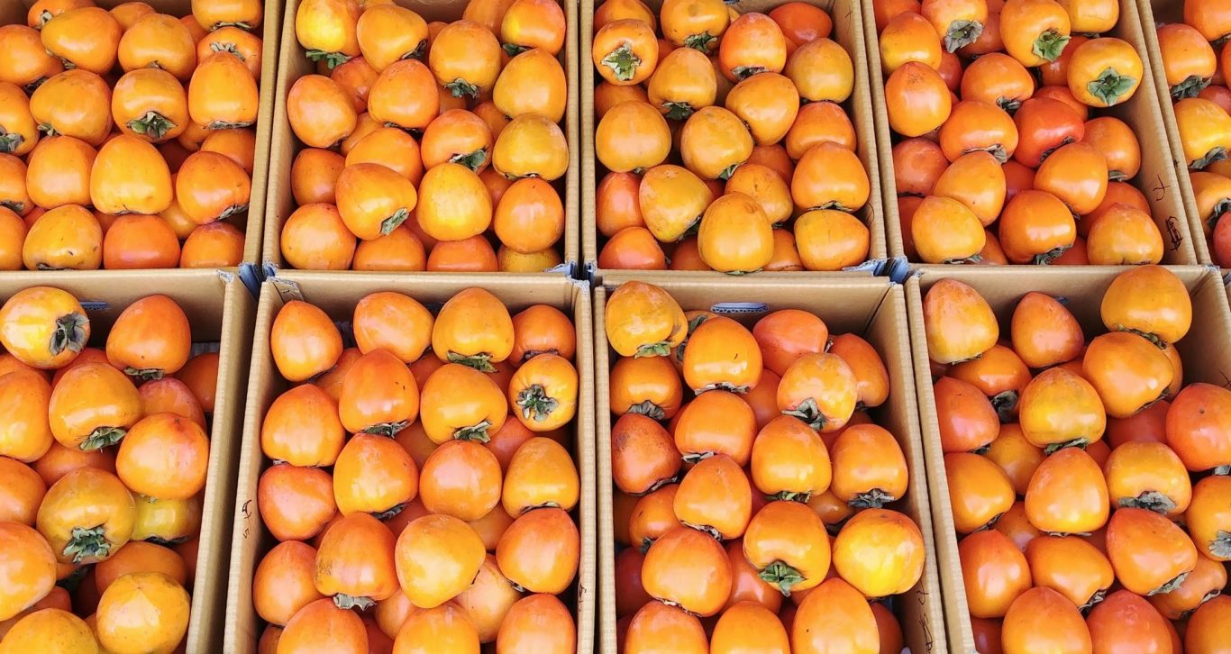 China's Pagoda Industrial Group Begins Selling Spanish Persimmons