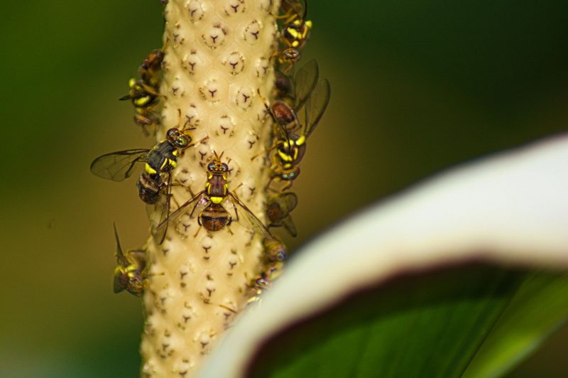 Ozone Pollution Impacts Insect Mating and Hybrid Offspring