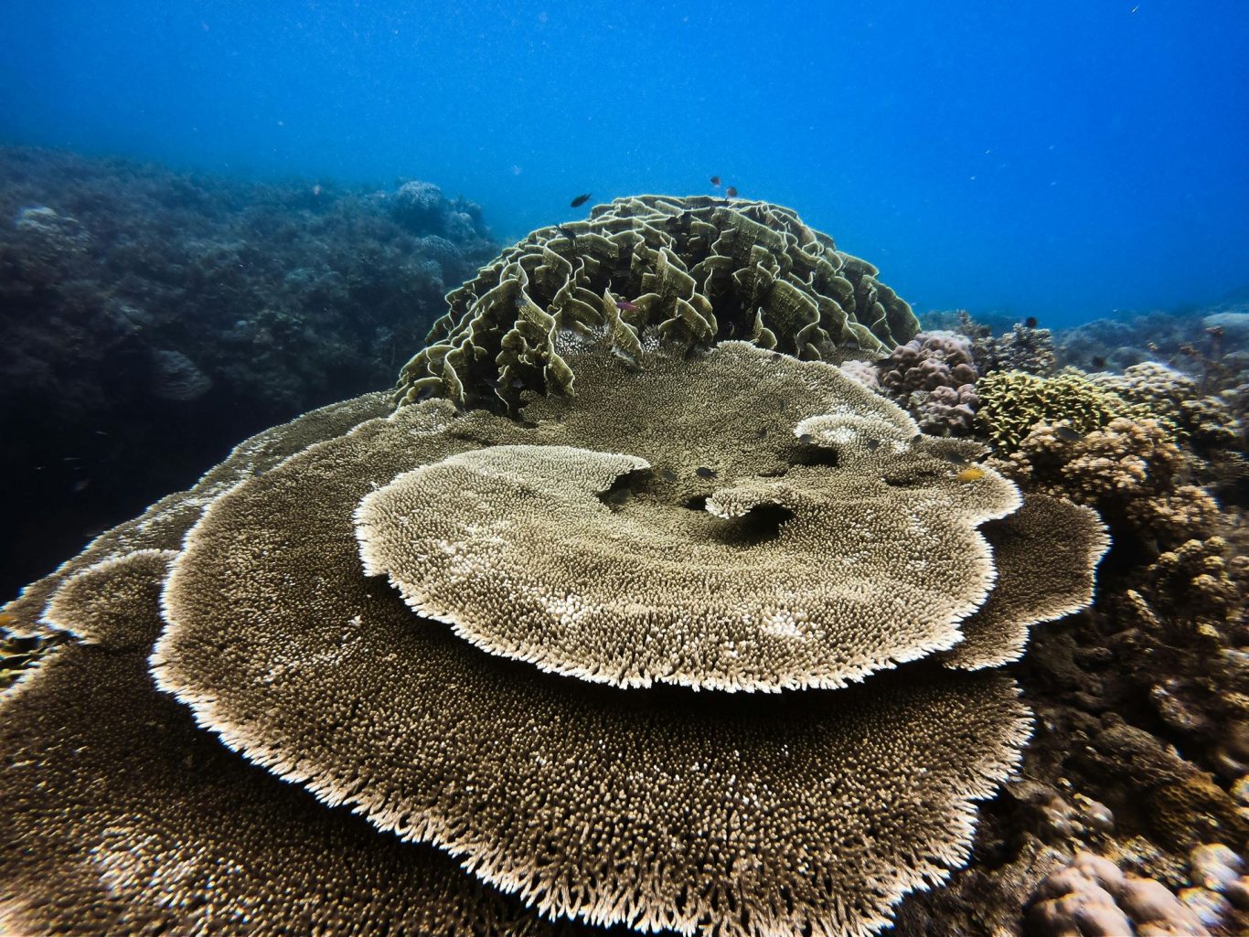 Global Warming Threatens Great Barrier Reef's Deep-Water Coral Sanctuaries