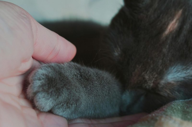 Why Most Mammals Have Five Fingers?