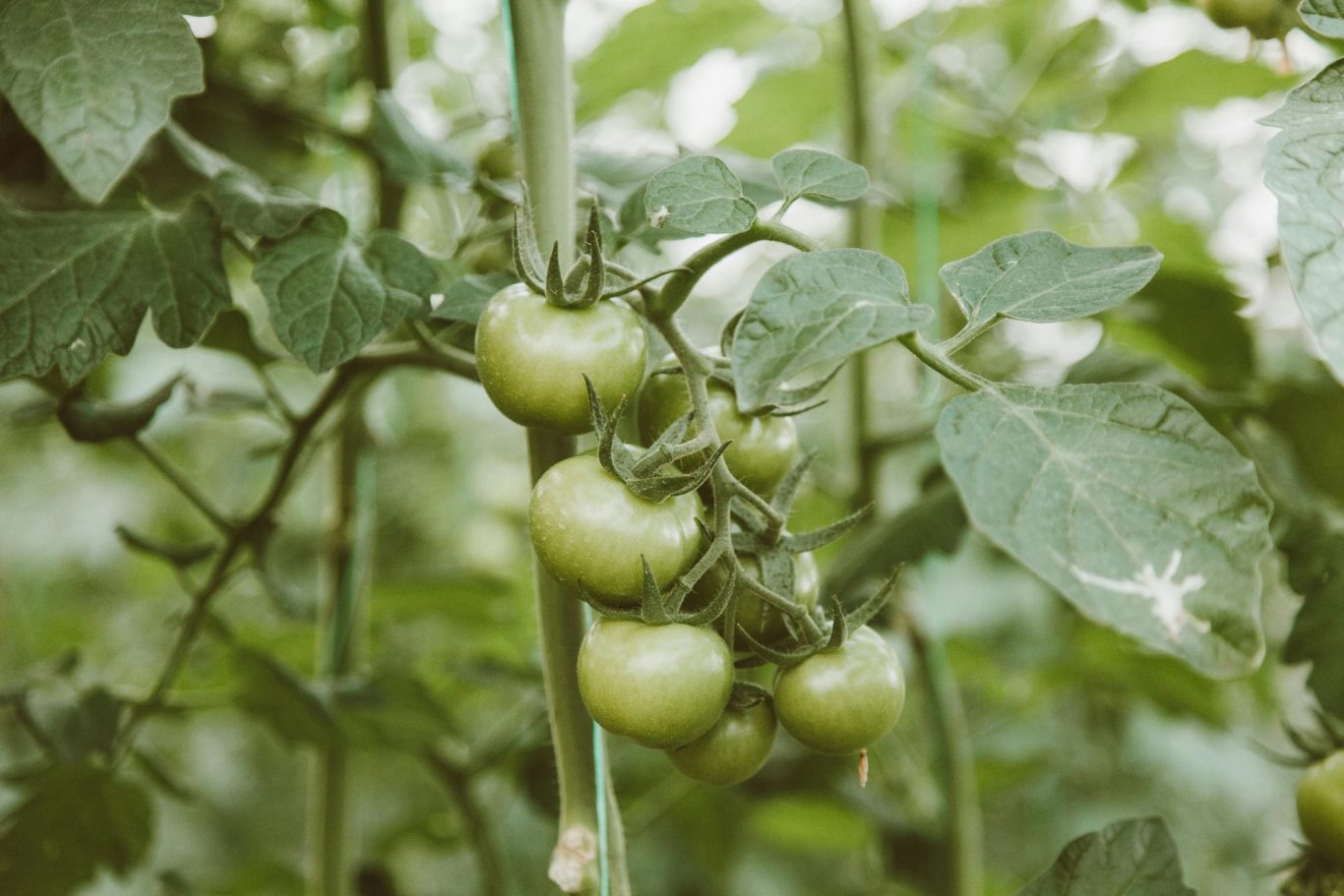 Genetic Discovery Unveils Tomato Tar's Surprising Defense Mechanism and Potential Applications