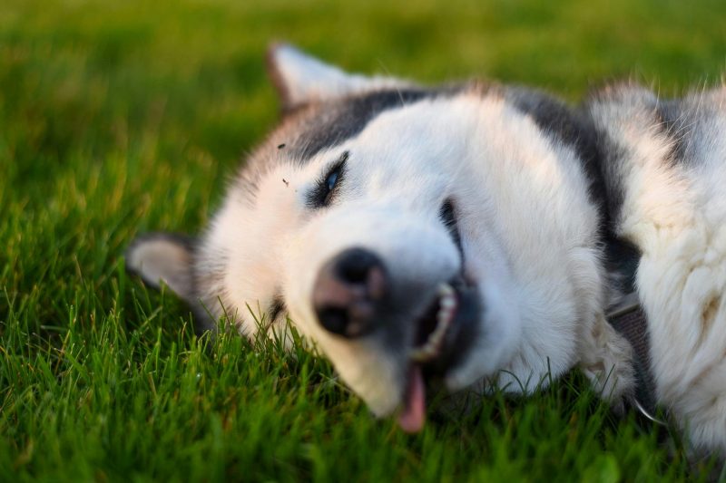 Medium-Sized Dogs Face Higher Cancer Risk