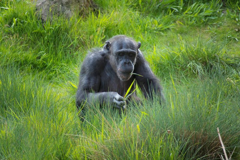 Chimpanzees Intentionally Consume Medicinal Plants, Finds Study