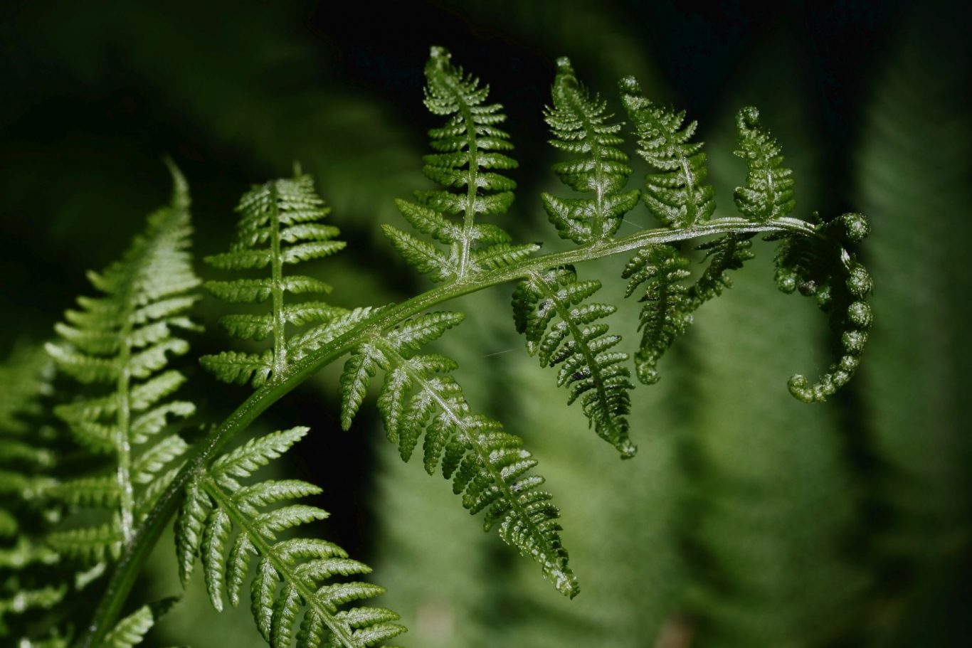 Parallel Evolution: Ferns Develop Nectar Glands Like Flowering Plants