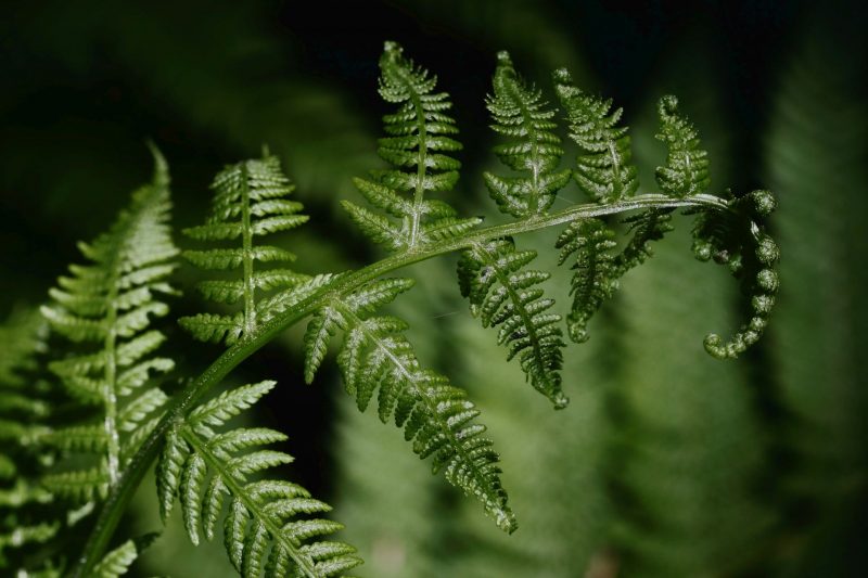 Parallel Evolution: Ferns Develop Nectar Glands Like Flowering Plants