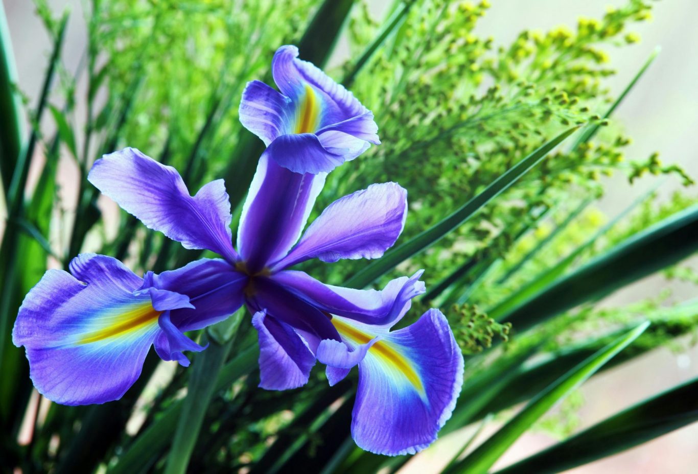 Plants' Intelligence Unveiled: Rethinking the Definition of Mind