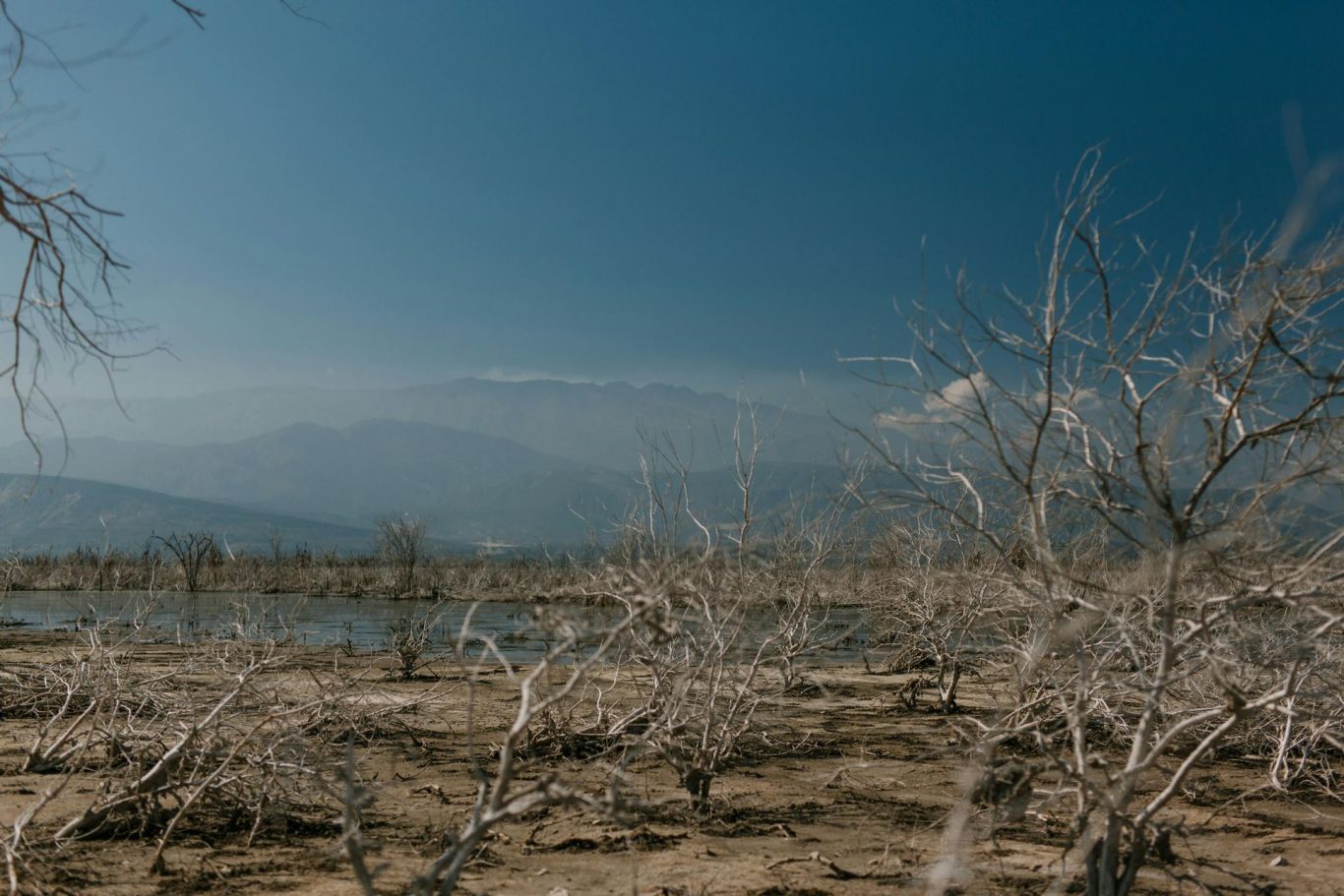 Do Plants Die from Aging?