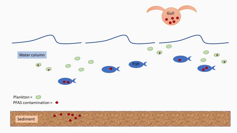Groundbreaking Room-Temperature Defluorination Method Transforms PFAS Management Practices