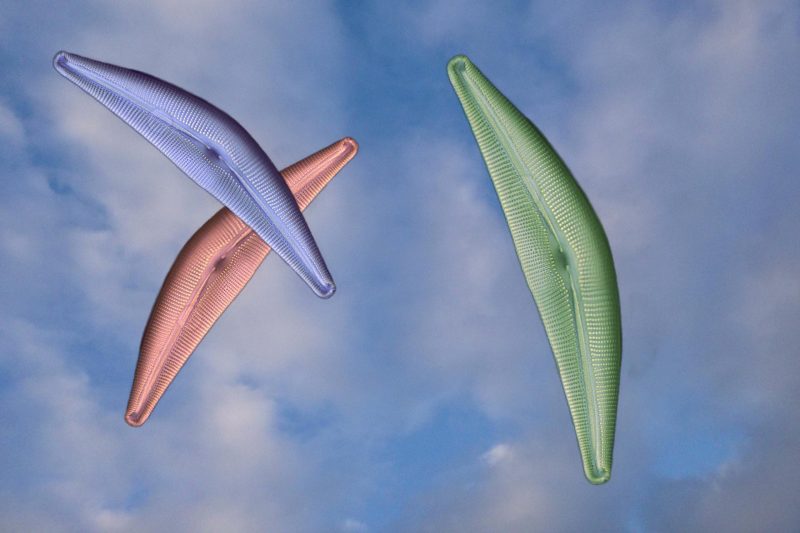 New Research Reveals Diatoms' Surprising Carbon Accumulation Methods