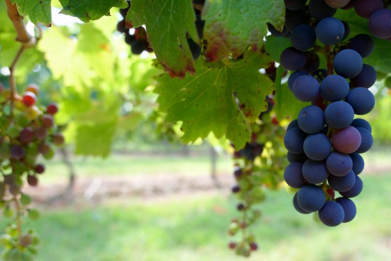 Ancient Grape Seeds Reveal Spread of Grape Family After Dinosaur Extinction