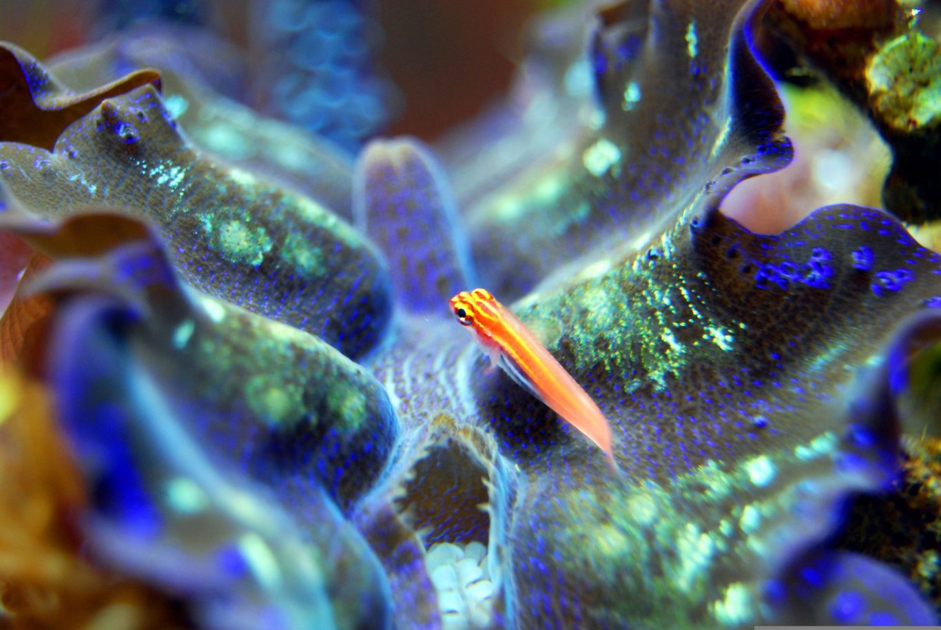 Giant Clams: Nature's Most Efficient Solar Energy System