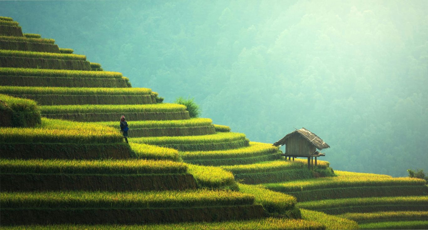 New Evidence Confirms China as the Birthplace of Rice Cultivation