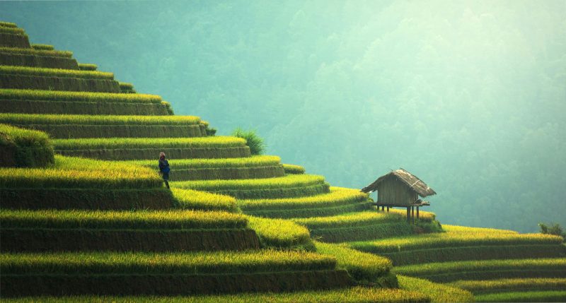 New Evidence Confirms China as the Birthplace of Rice Cultivation