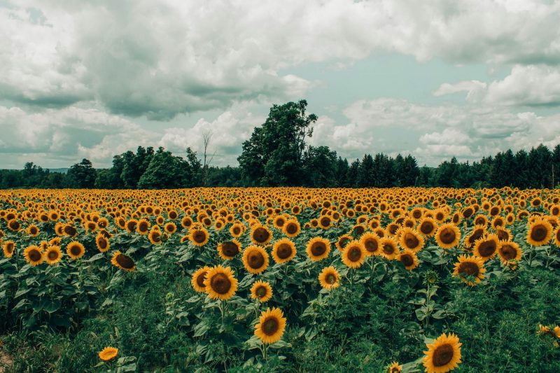 Breakthrough Study Reveals Sunflowers’ Collective Sunlight Optimization Through Circumnutations