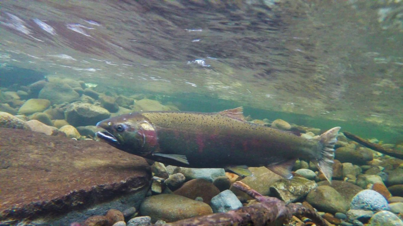 Study Reveals Active Microbial Communities in Fish Brains