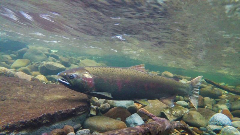 Study Reveals Active Microbial Communities in Fish Brains