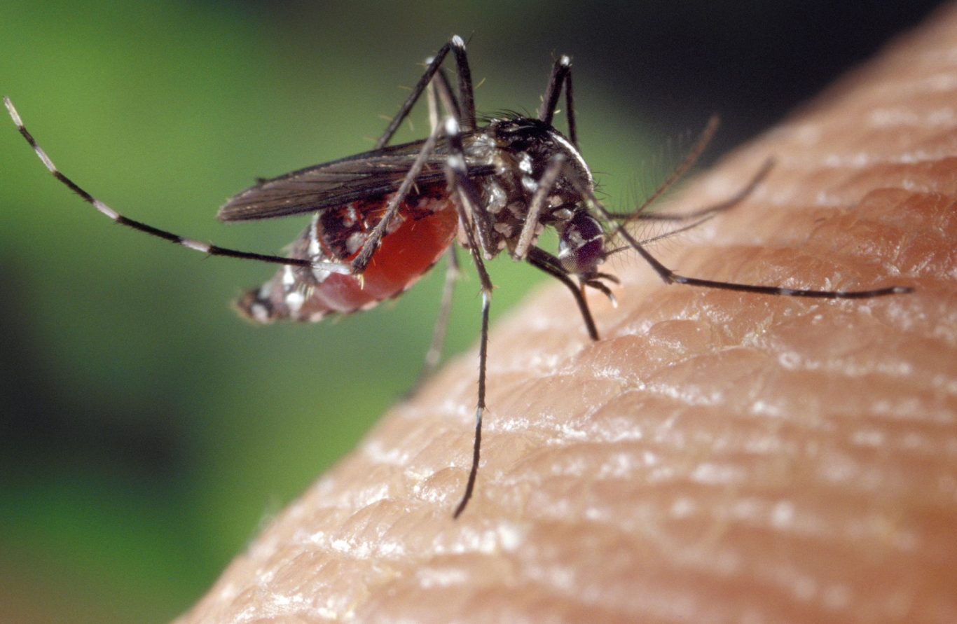 Mosquitoes Use Infrared Radiation to Locate Humans