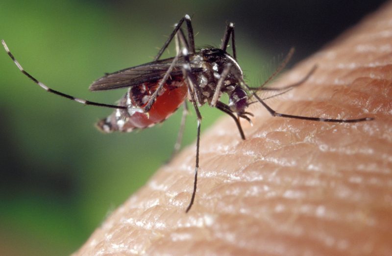 Mosquitoes Use Infrared Radiation to Locate Humans