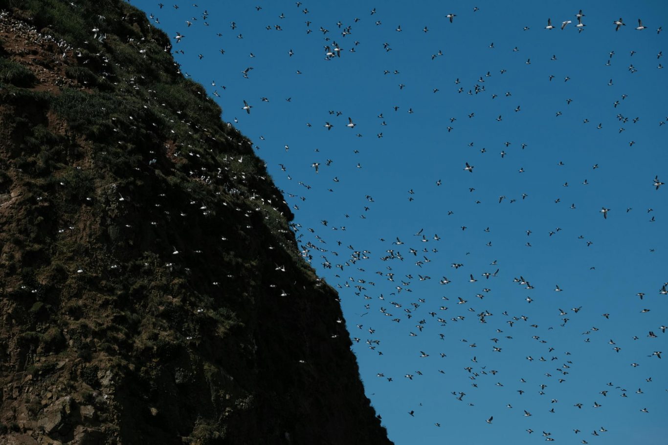 Ants May Force Insectivorous Birds to Migrate to Higher Altitudes