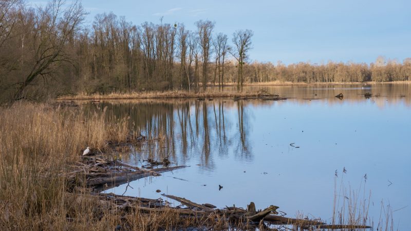 Mapping EDGE Regions: A Blueprint for Biodiversity Preservation