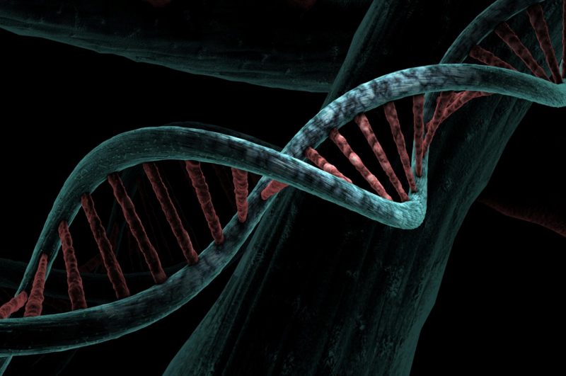 Nematodes Show How Longevity Can Be Passed Without DNA Changes