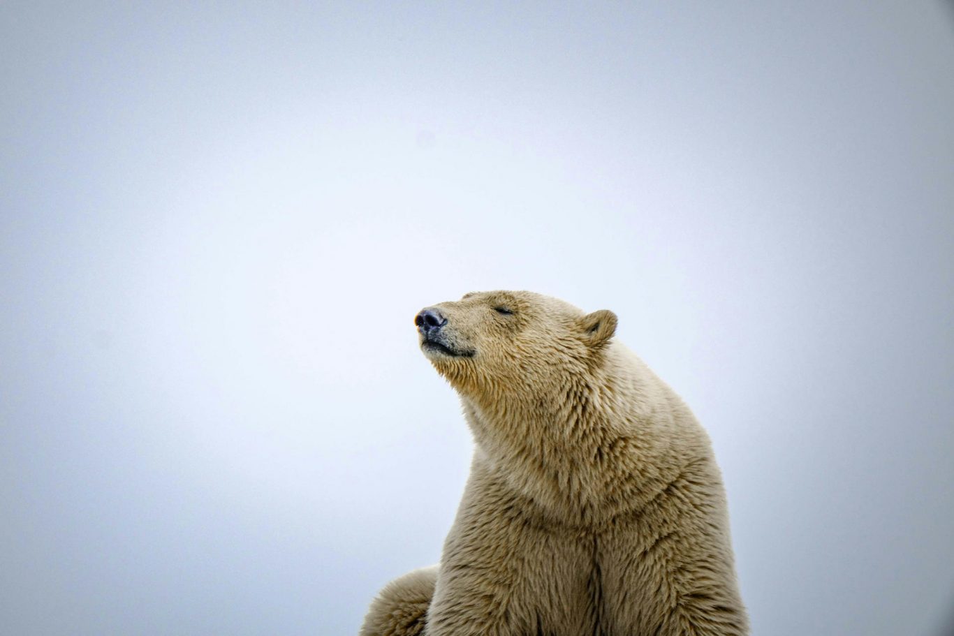 Arctic Polar Bear Health Threatened by Rising Pathogen Exposure