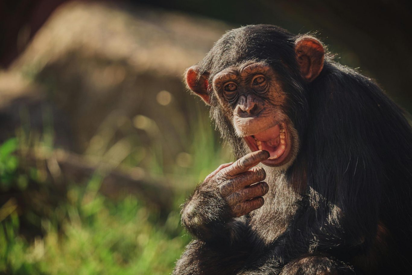 Chimpanzees Show Audience Effects in Task Performance