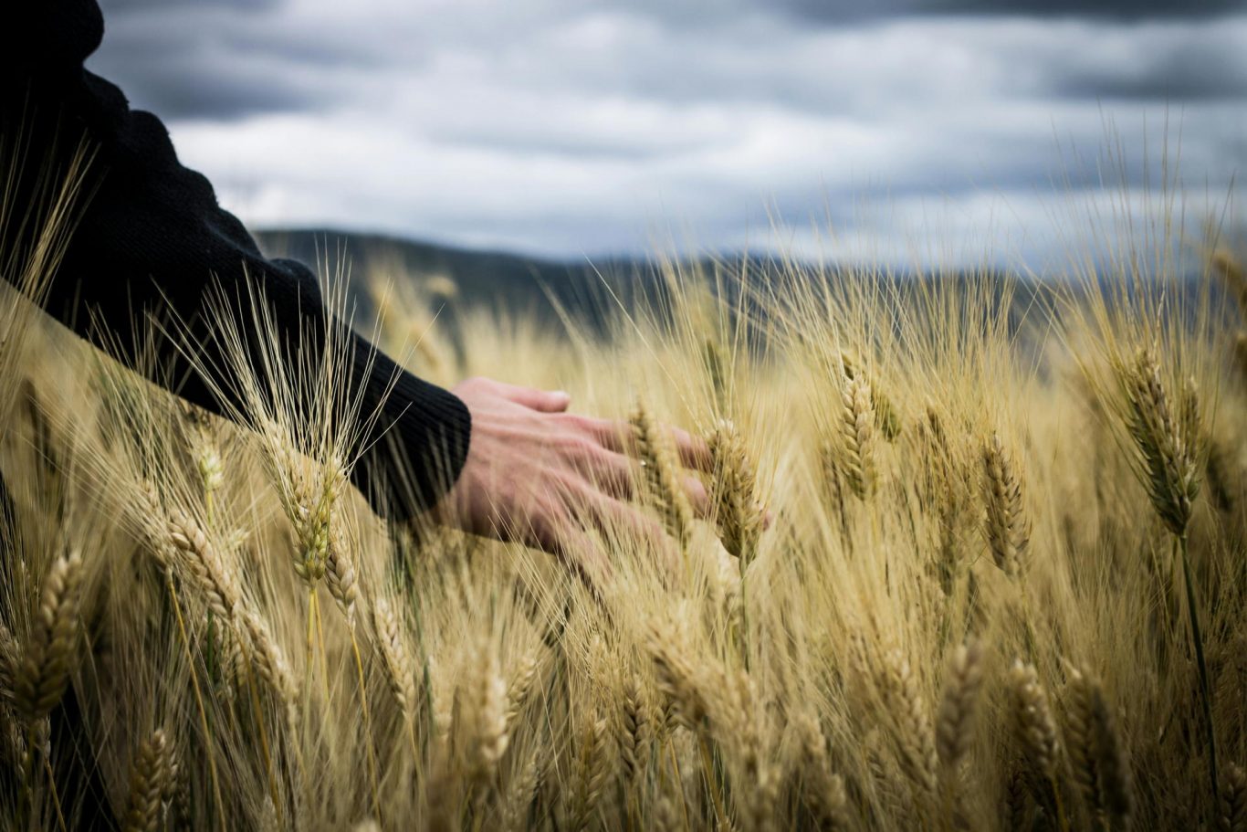 Revolutionizing Farming Practices: Harnessing Biochar for Sustainable Phosphorus Recycling