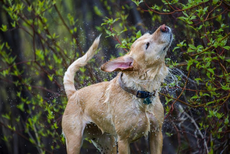 Why Do Wet Dogs Shake?