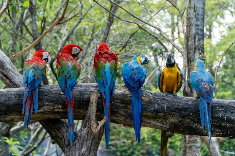 Why Are Parrots So Colorful?
